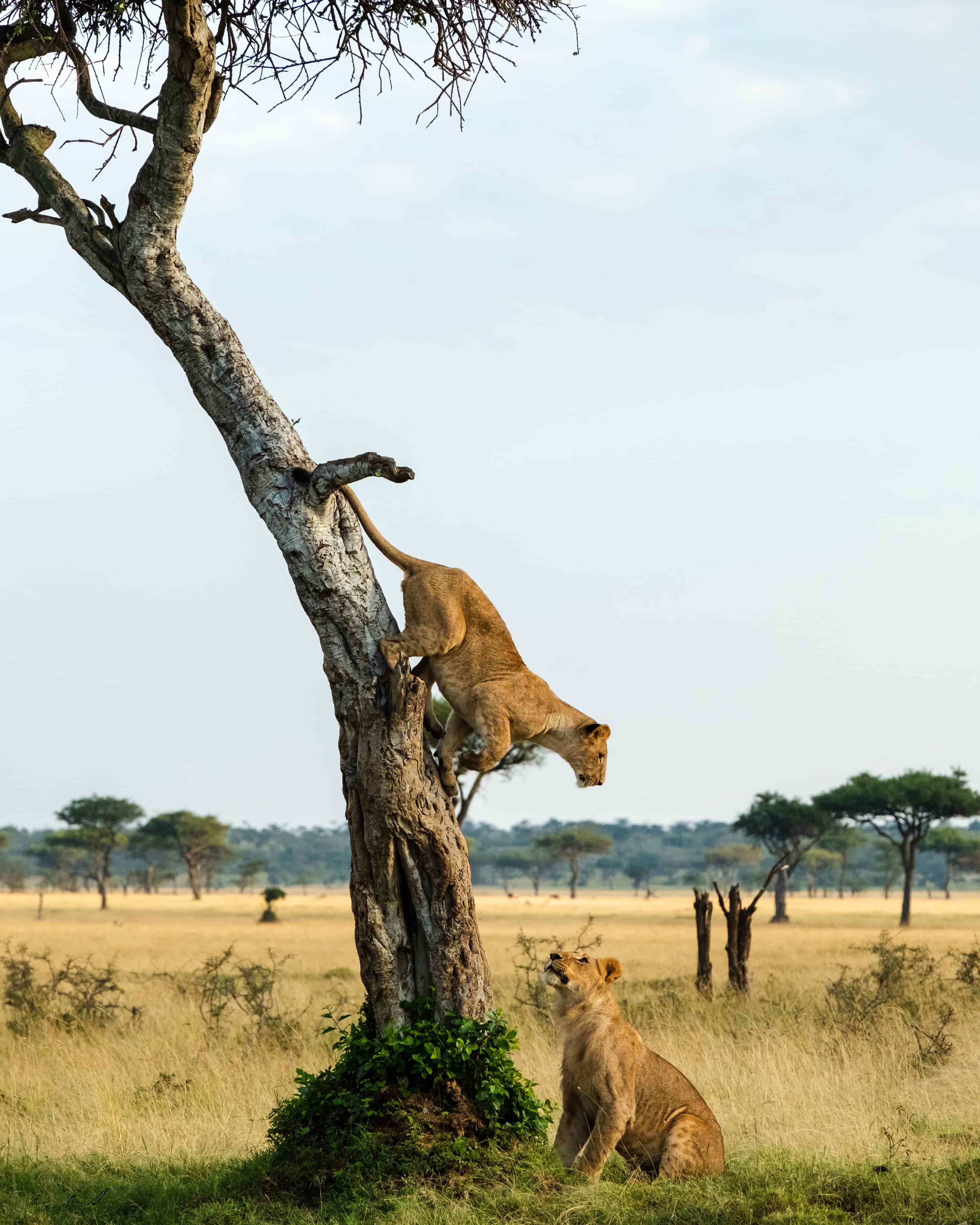 Queen Elizabeth National Park